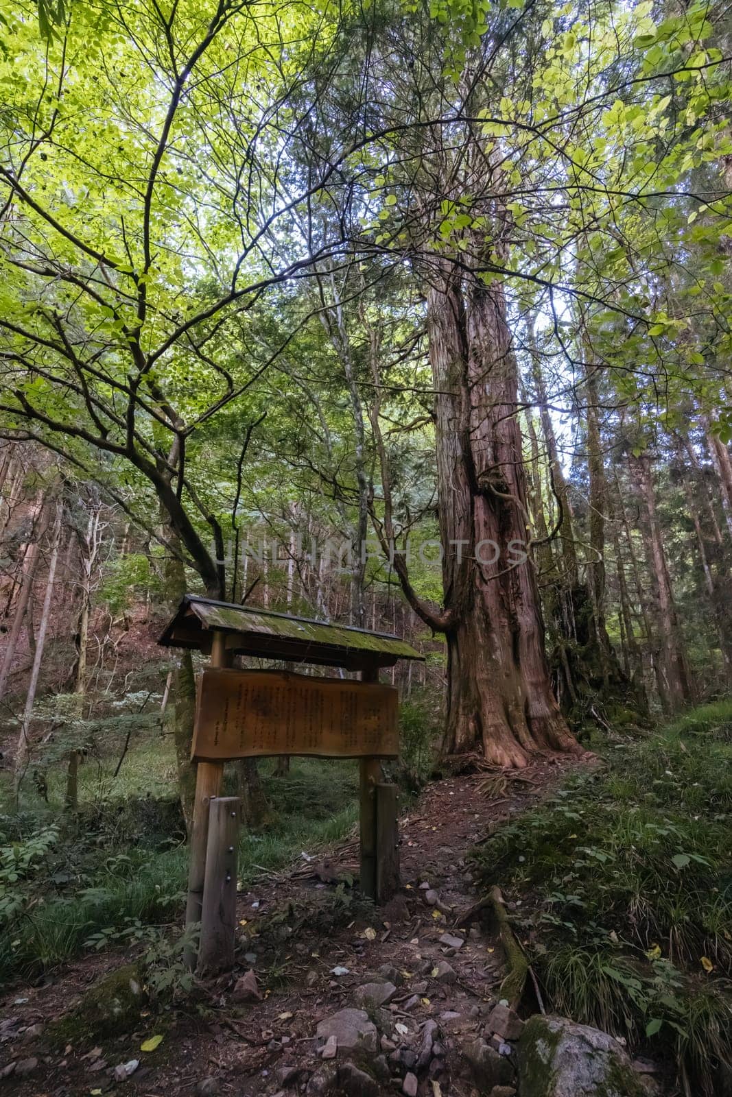 Hiking path landscape on the famous Magome-Tsumago Trail as part of the Nakasendo Way between Magome and Tsumago in Gifu Prefecture, Japan
