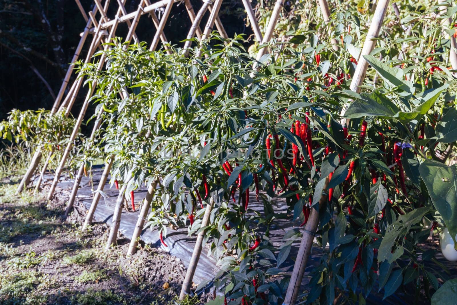 Chilli crop in a garden on the famous Magome-Tsumago Trail as part of the Nakasendo Way between Magome and Tsumago in Gifu Prefecture, Japan
