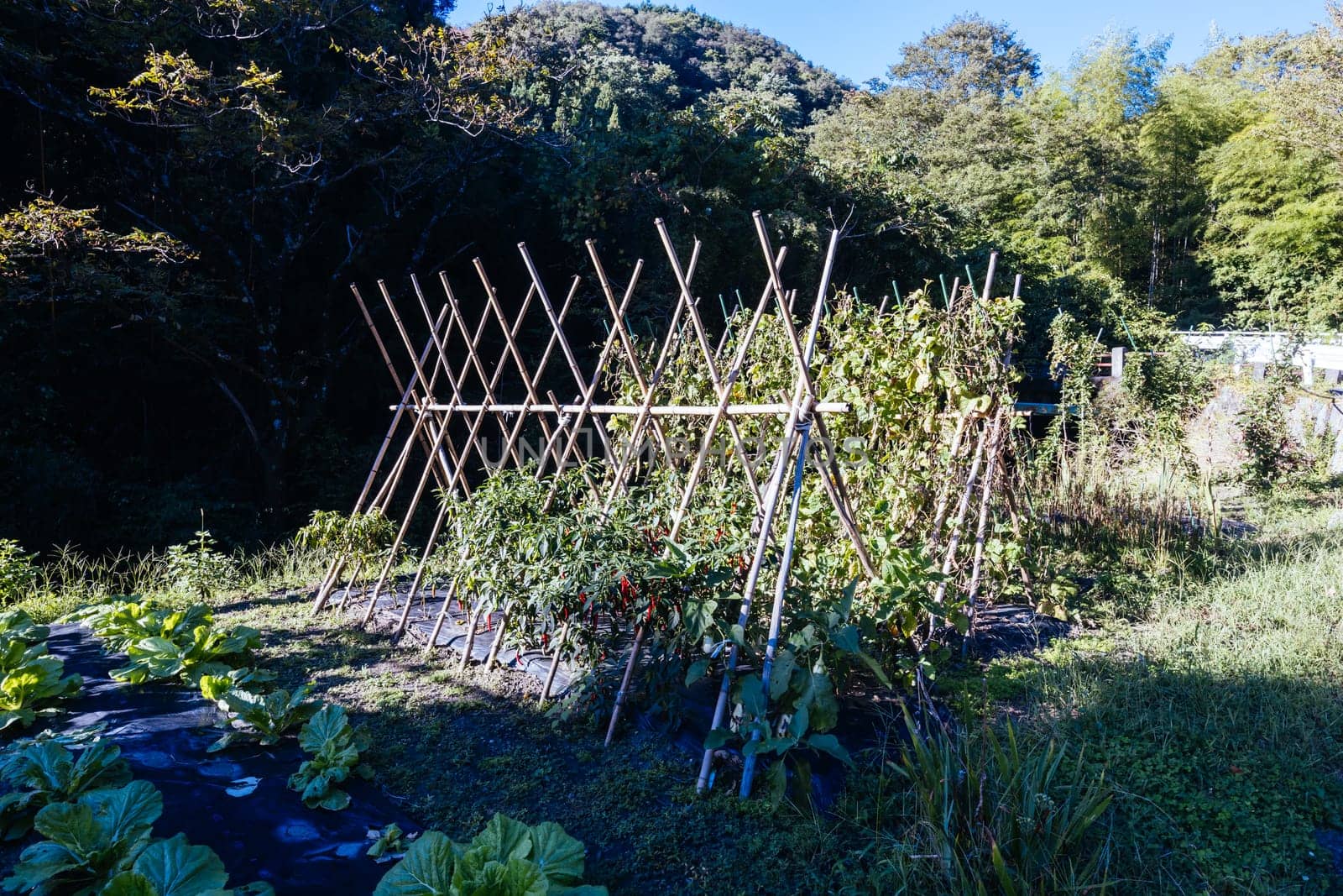 Chilli crop in a garden on the famous Magome-Tsumago Trail as part of the Nakasendo Way between Magome and Tsumago in Gifu Prefecture, Japan