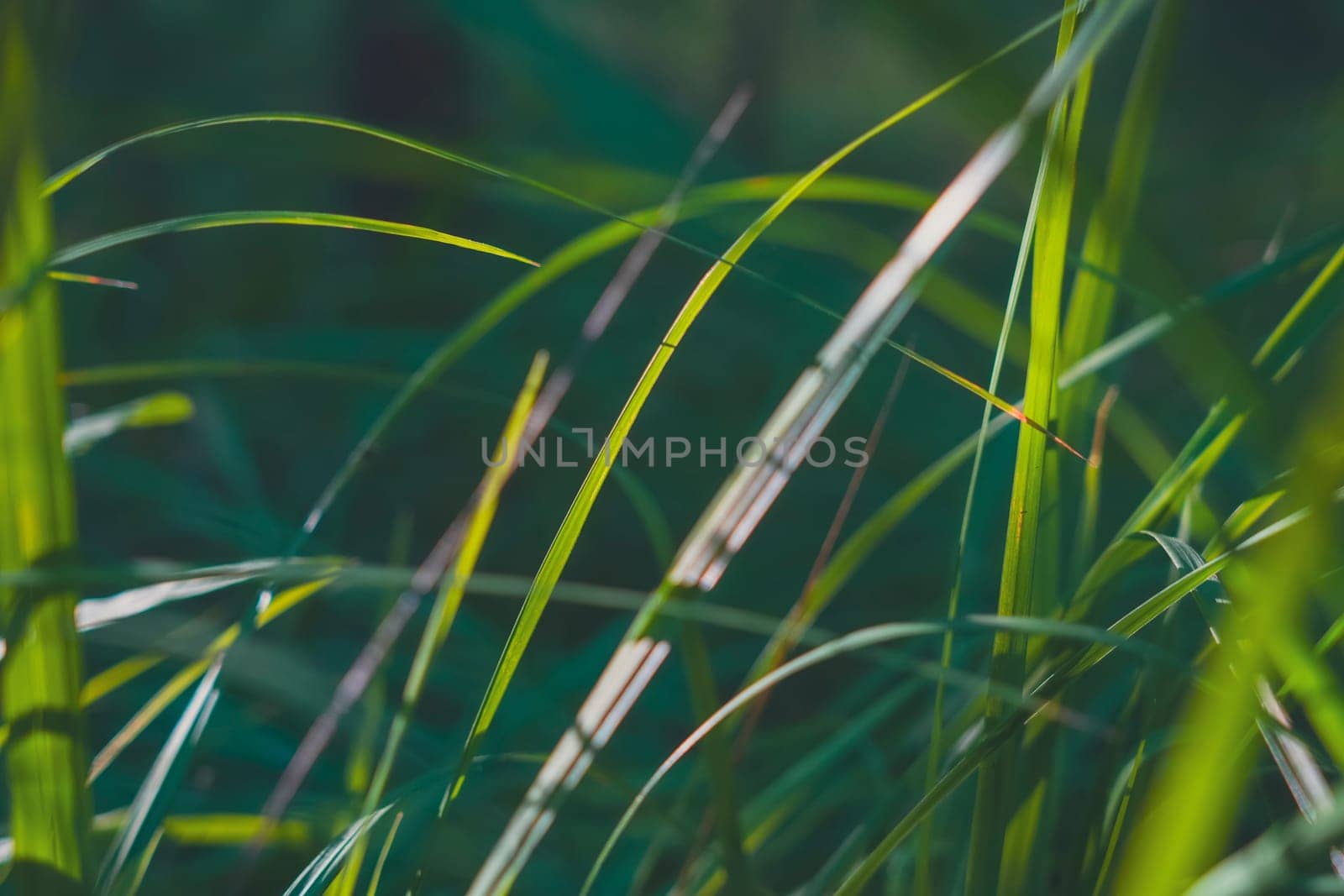 A close-up of green grass blades bathed in sunlight, with a blurred bokeh effect in the background, capturing a peaceful and vibrant natural scene