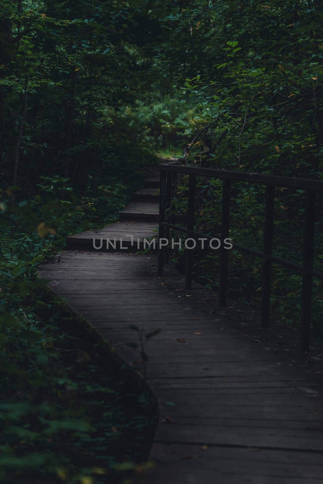 A wooden boardwalk winds through a lush, shaded forest, enveloped in greenery and creating a serene, peaceful pathway through dense vegetation in a natural setting