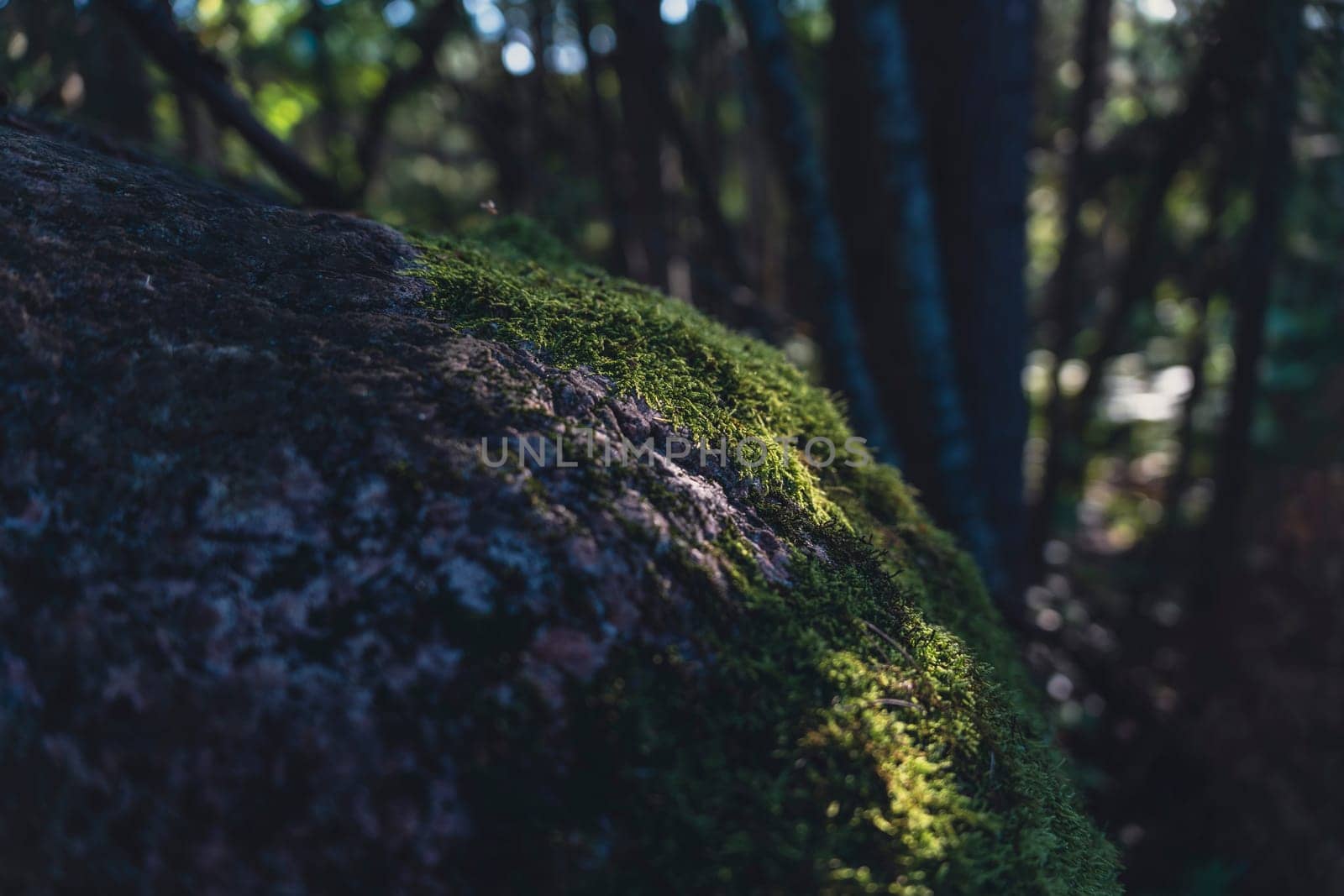 A moss-covered rock sits in a shaded forest, illuminated by dappled sunlight that enhances its lush green texture, creating a serene and earthy atmosphere in the woodland