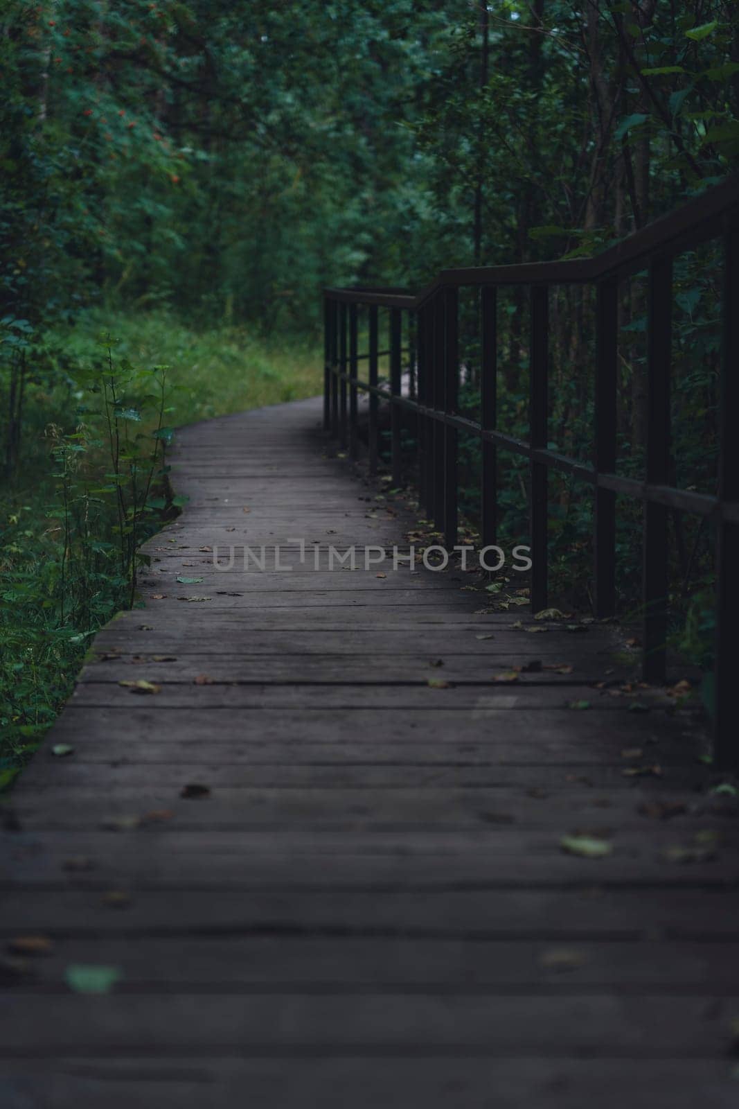 A wooden boardwalk winds through a lush, shaded forest, enveloped in greenery and creating a serene, peaceful pathway through dense vegetation in a natural setting