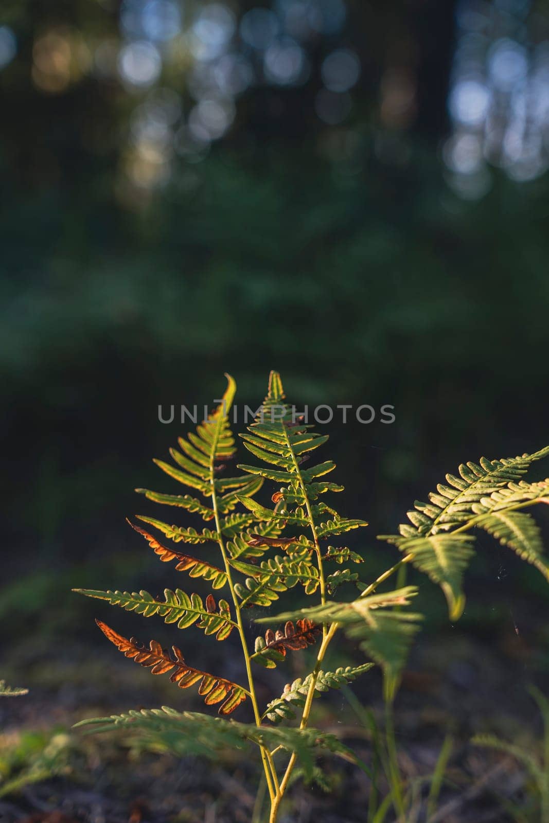A fern with sunlit fronds displaying warm autumn tones, set against a forest background, capturing the serene and natural beauty of seasonal changes in a peaceful woodland setting