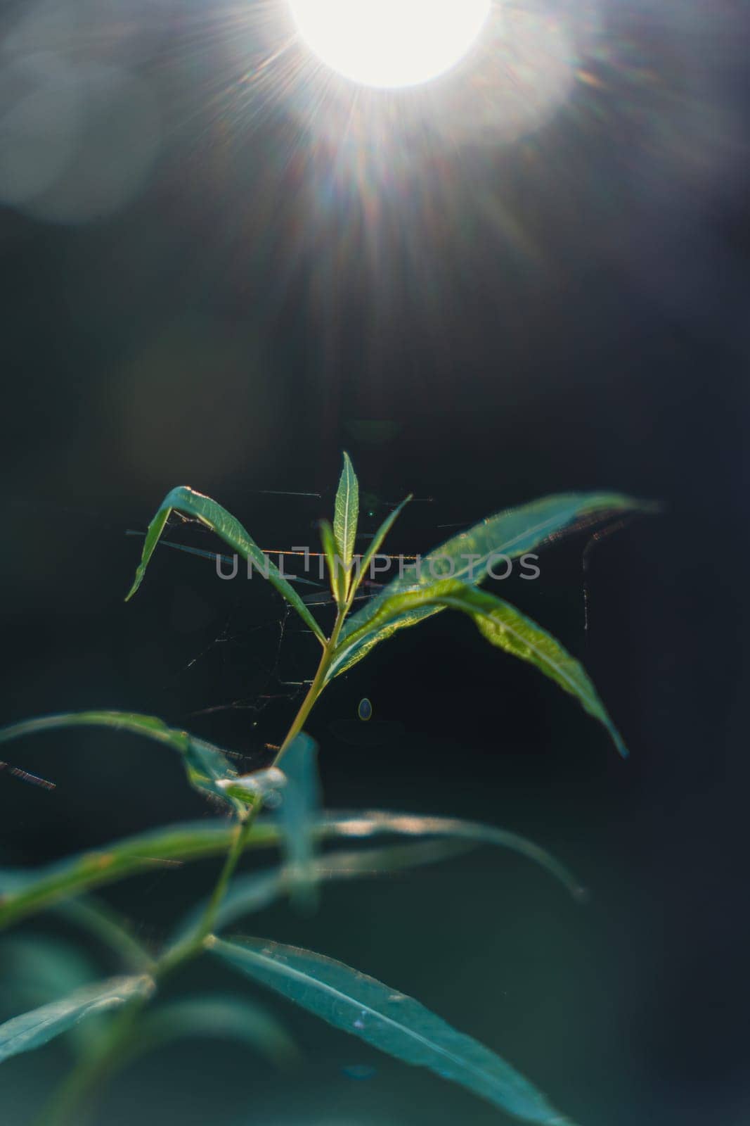 A close-up of delicate green leaves illuminated by soft, natural light, creating a tranquil and peaceful scene with a blurred background that emphasizes the simplicity and beauty of nature