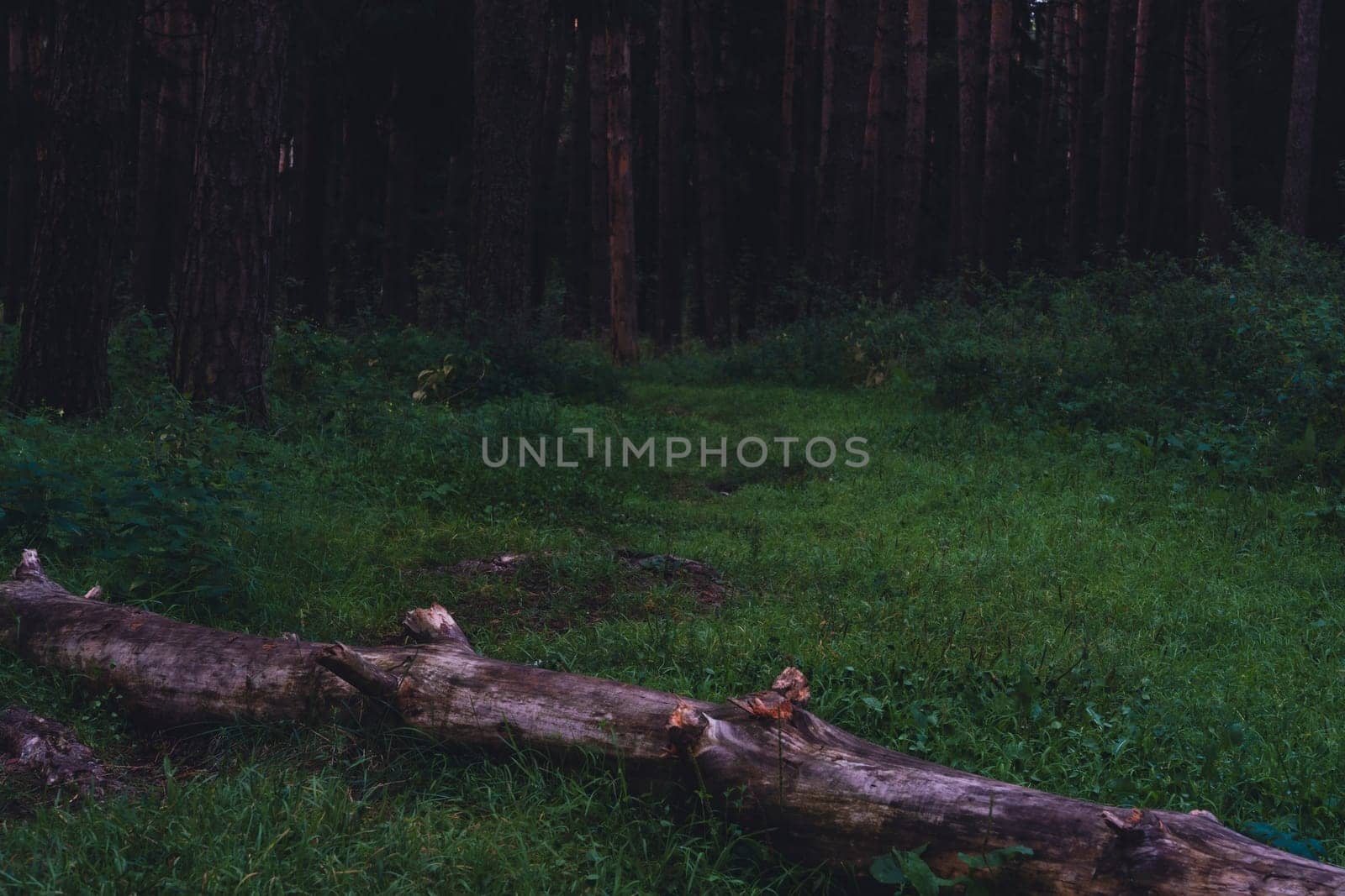 A fallen tree trunk rests on a lush, green forest floor in a shaded woodland, capturing the quiet and peaceful essence of a dense, natural environment