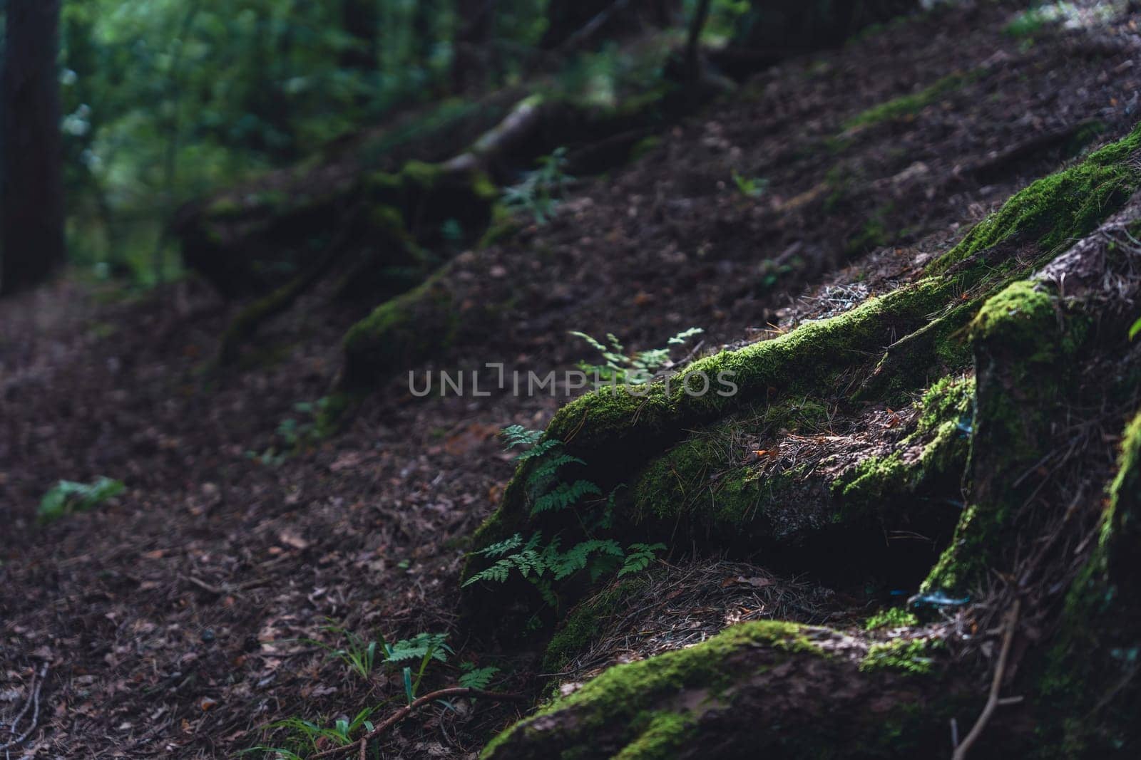 Moss-covered tree roots line a shaded forest path, creating a serene and natural scene that highlights the lush greenery and peaceful atmosphere of the woodland