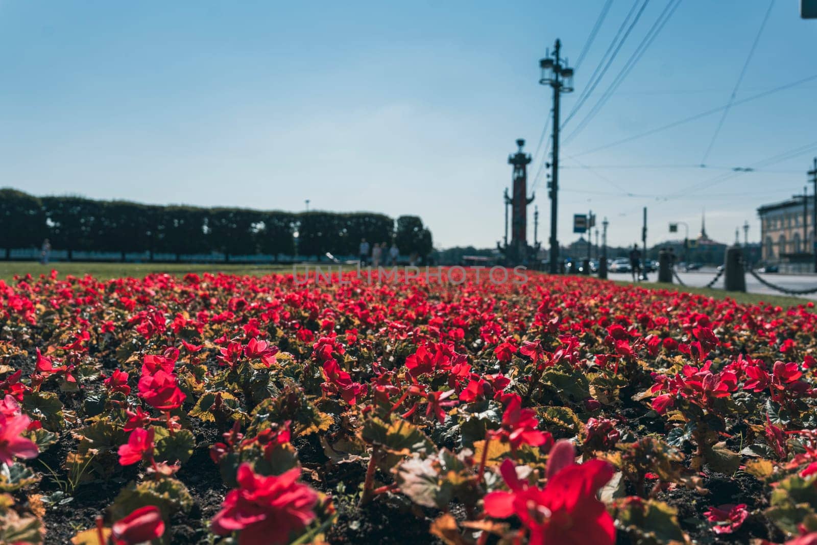 Vibrant red flowers in full bloom along a city waterfront, with historical structures and a clear blue sky in the background. A lively and colorful urban landscape