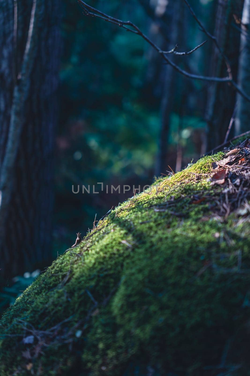 A moss-covered rock sits in a shaded forest, illuminated by dappled sunlight that enhances its lush green texture, creating a serene and earthy atmosphere in the woodland