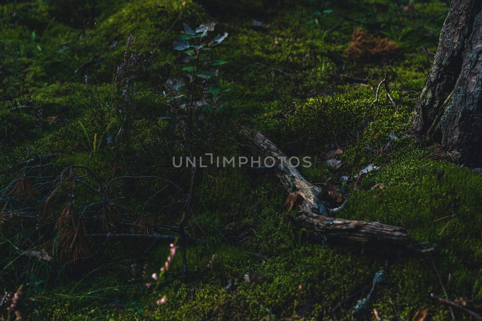 Dark and moody forest floor covered with moss, scattered branches, and a tree trunk, evoking a serene and earthy woodland atmosphere