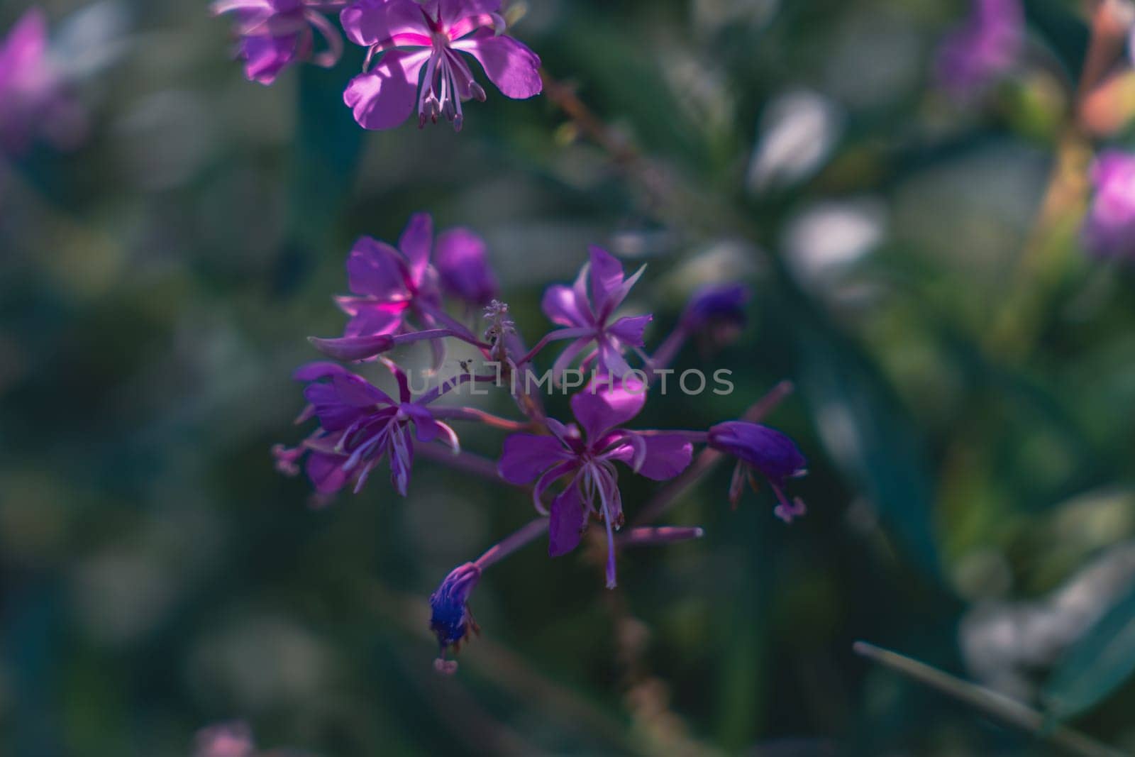 A close-up of purple wildflowers in a natural setting, with a soft focus effect and a blurred green background, capturing the delicate beauty of blooming petals in the sunlight