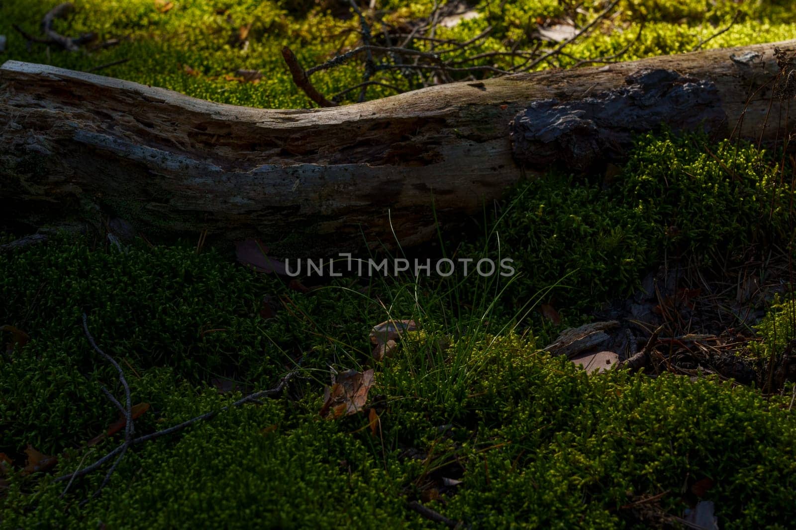 A close-up view of a fallen tree trunk resting on a vibrant, moss-covered forest floor, bathed in soft sunlight, showcasing the peaceful and natural texture of woodland life
