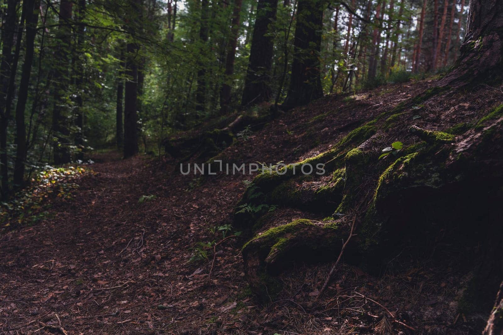 Moss-covered tree roots line a shaded forest path, creating a serene and natural scene that highlights the lush greenery and peaceful atmosphere of the woodland