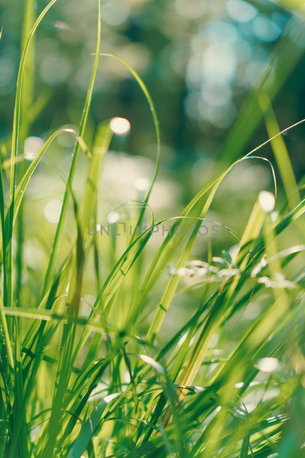 A close-up of green grass blades bathed in sunlight, with a blurred bokeh effect in the background, capturing a peaceful and vibrant natural scene