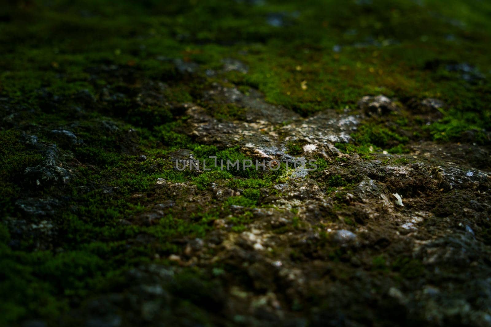 Close-up of moss-covered forest ground with textured soil, showcasing the intricate details of a natural woodland environment