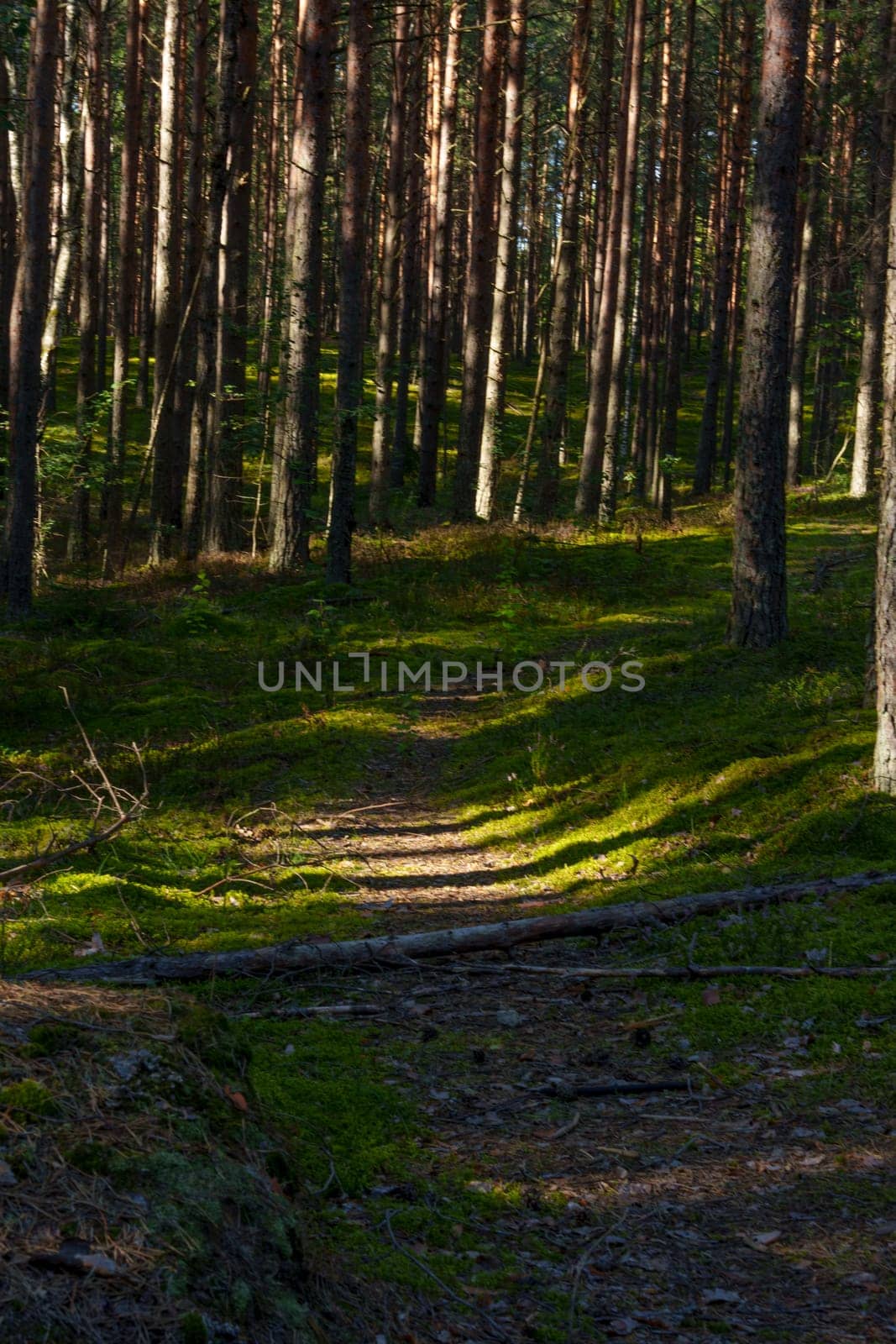 A peaceful forest scene featuring a sunlit path surrounded by tall pine trees in dense woodland. The vibrant green moss and scattered shadows create a serene and natural atmosphere