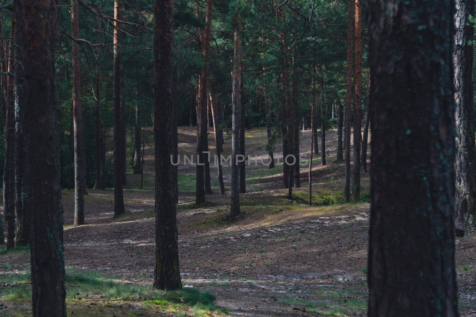 A sunlit forest scene with tall pine trees and a winding dirt path, casting gentle shadows on the forest floor, creating a serene and natural woodland atmosphere