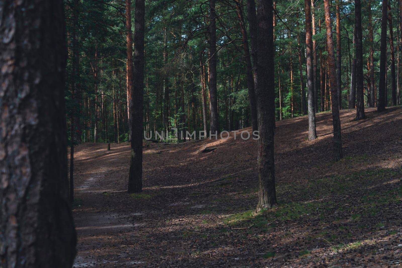 A sunlit forest scene with tall pine trees and a winding dirt path, casting gentle shadows on the forest floor, creating a serene and natural woodland atmosphere