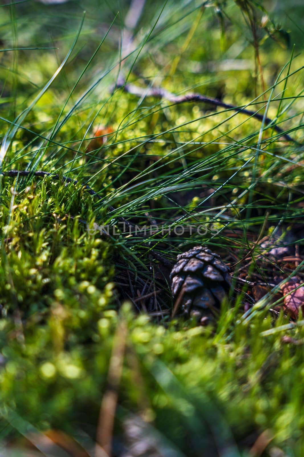 Close-up of a pine cone nestled on the forest floor, surrounded by lush green moss and grass, capturing a peaceful and natural woodland scene