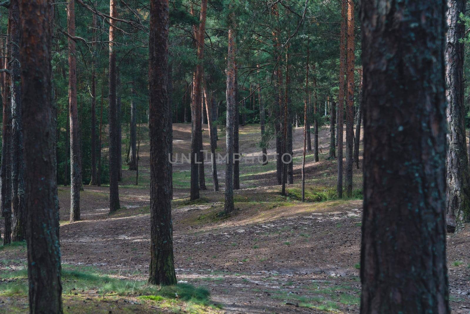 A sunlit forest scene with tall pine trees and a winding dirt path, casting gentle shadows on the forest floor, creating a serene and natural woodland atmosphere