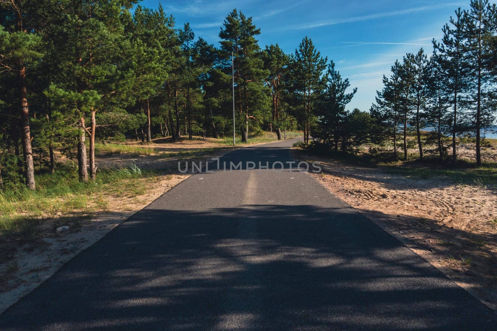A paved path leads through a coastal pine forest, surrounded by sunlight and tree shadows on a clear summer day, offering a peaceful and scenic route for outdoor exploration