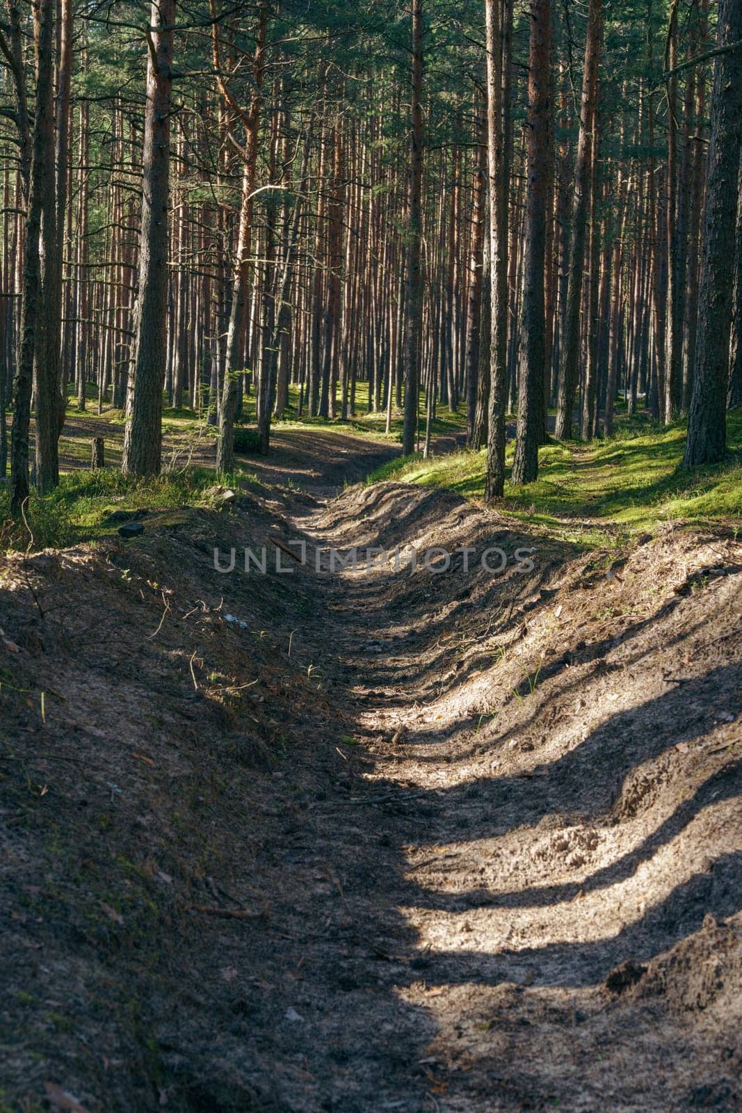 A dirt trail winds through a dense pine forest, illuminated by sunlight and shadowed by tall trees, creating a peaceful and scenic woodland pathway