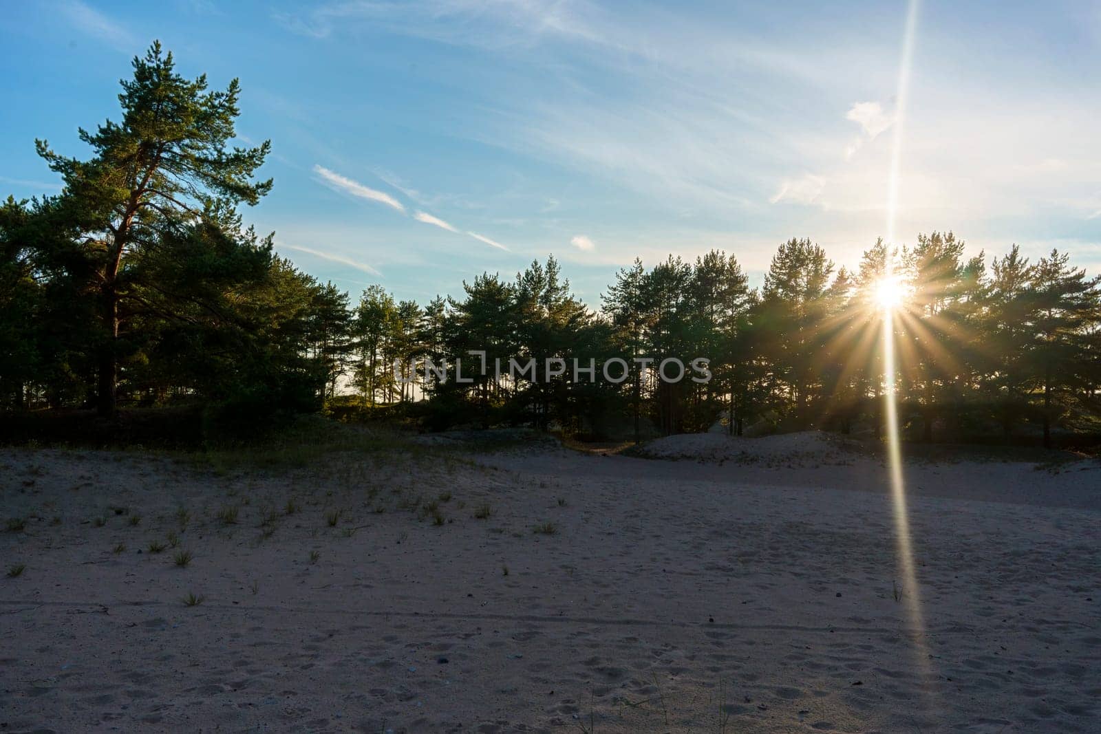 Sunlight streams over a sandy beach lined with pine trees, casting long rays and creating a serene and peaceful atmosphere at dusk in a natural coastal landscape