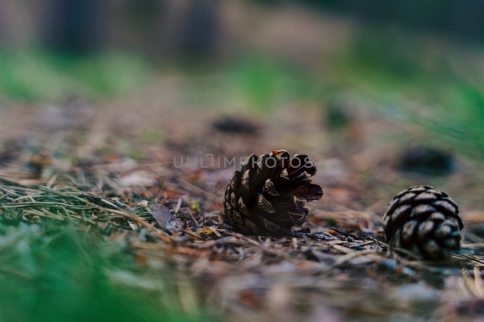 A close-up of pine cones resting on a forest floor, surrounded by pine needles and natural textures, creating a serene and earthy scene