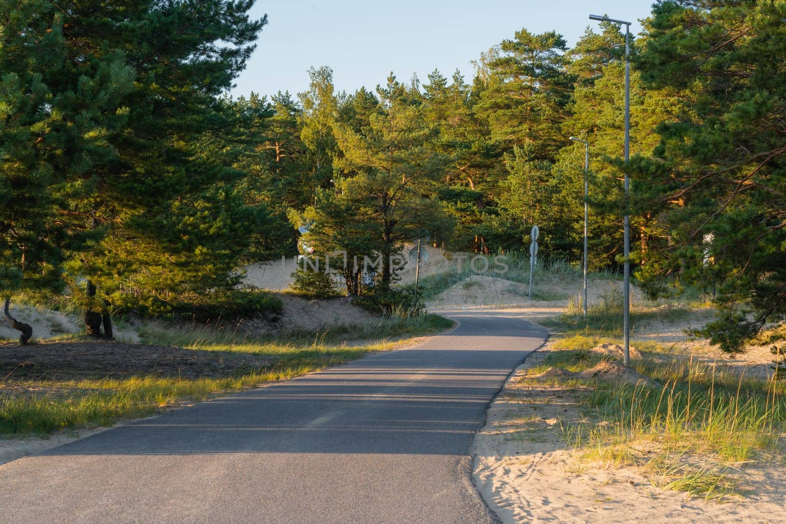A paved path winding through a forested park with tall trees and grassy areas, illuminated by soft evening sunlight. Peaceful outdoor setting ideal for walking and relaxation