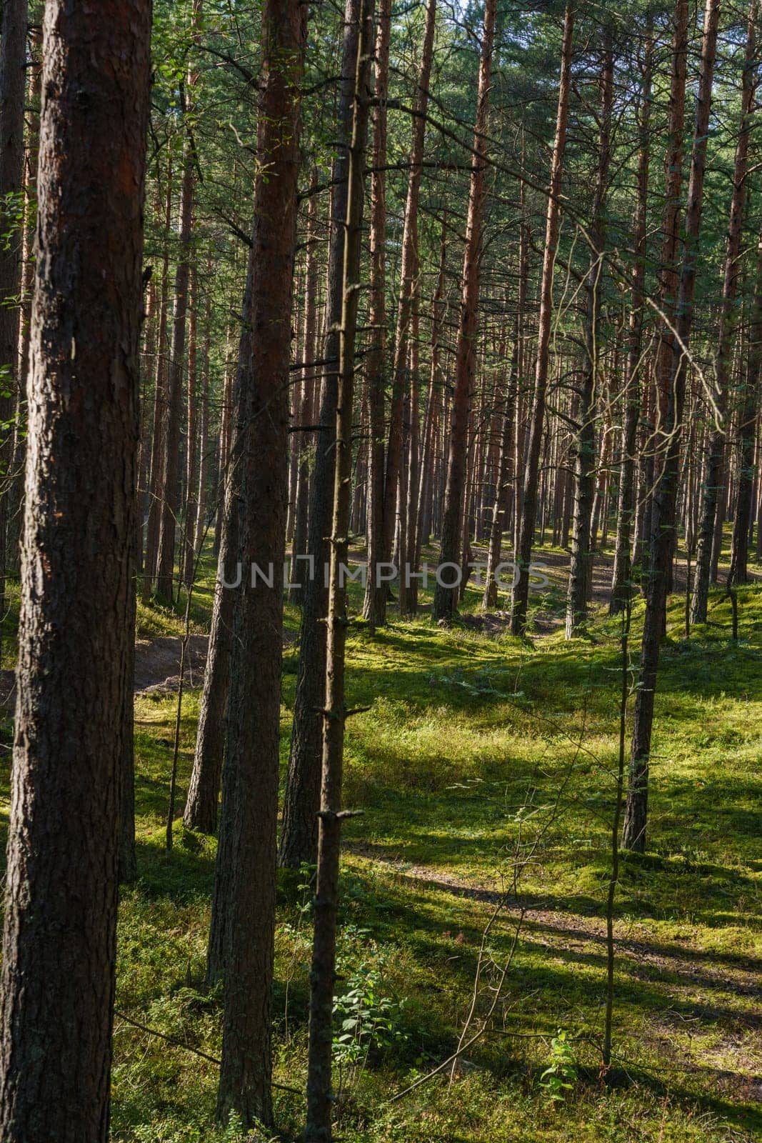 A peaceful forest scene featuring a sunlit path surrounded by tall pine trees in dense woodland. The vibrant green moss and scattered shadows create a serene and natural atmosphere