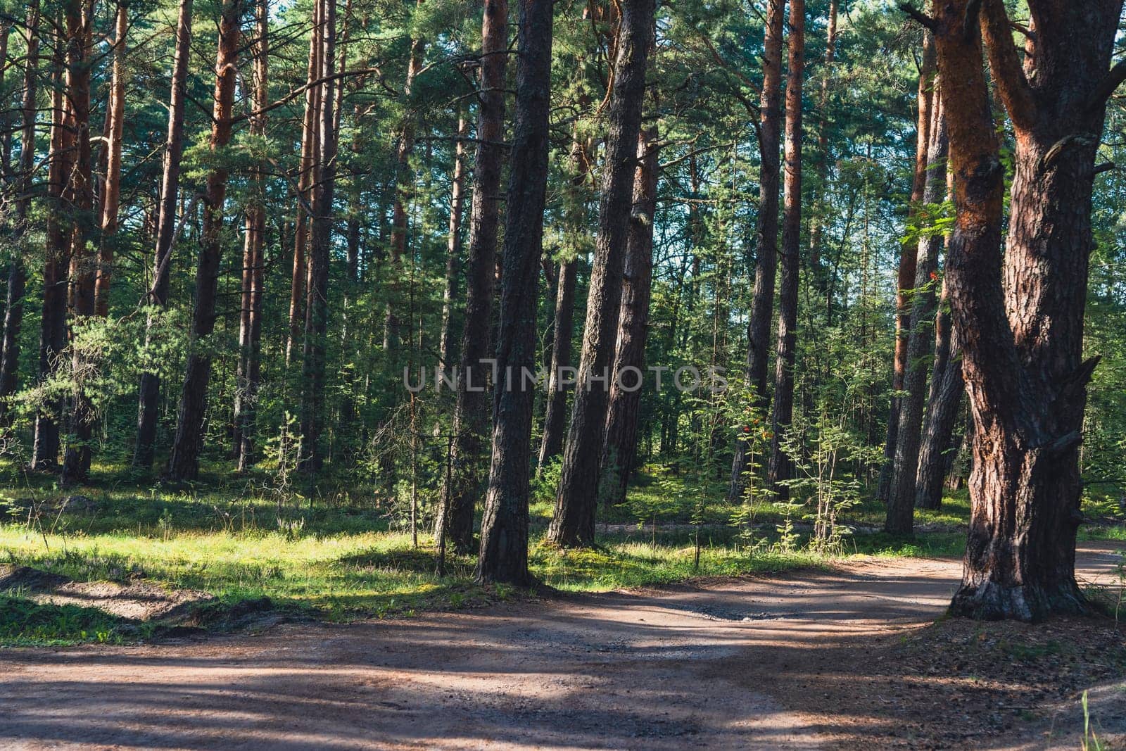 A sunlit path winds through a forest of tall pine trees, casting gentle shadows on the forest floor, creating a serene and inviting atmosphere in a natural woodland setting