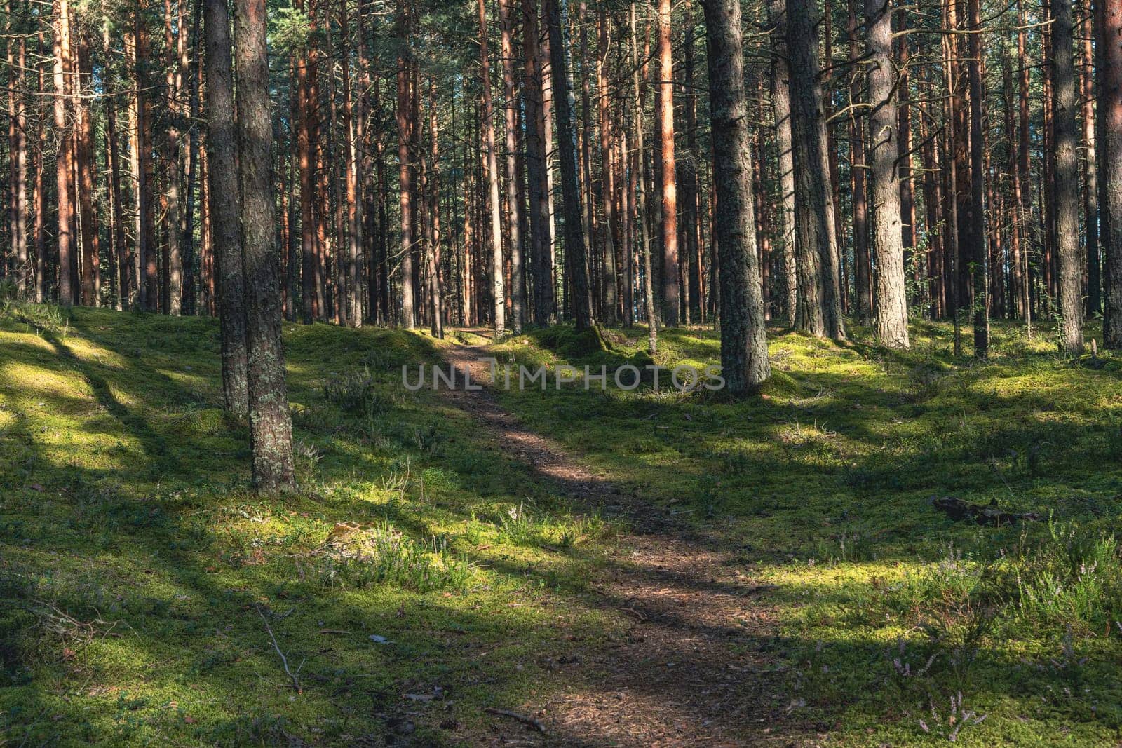A peaceful forest scene featuring a sunlit path surrounded by tall pine trees in dense woodland. The vibrant green moss and scattered shadows create a serene and natural atmosphere