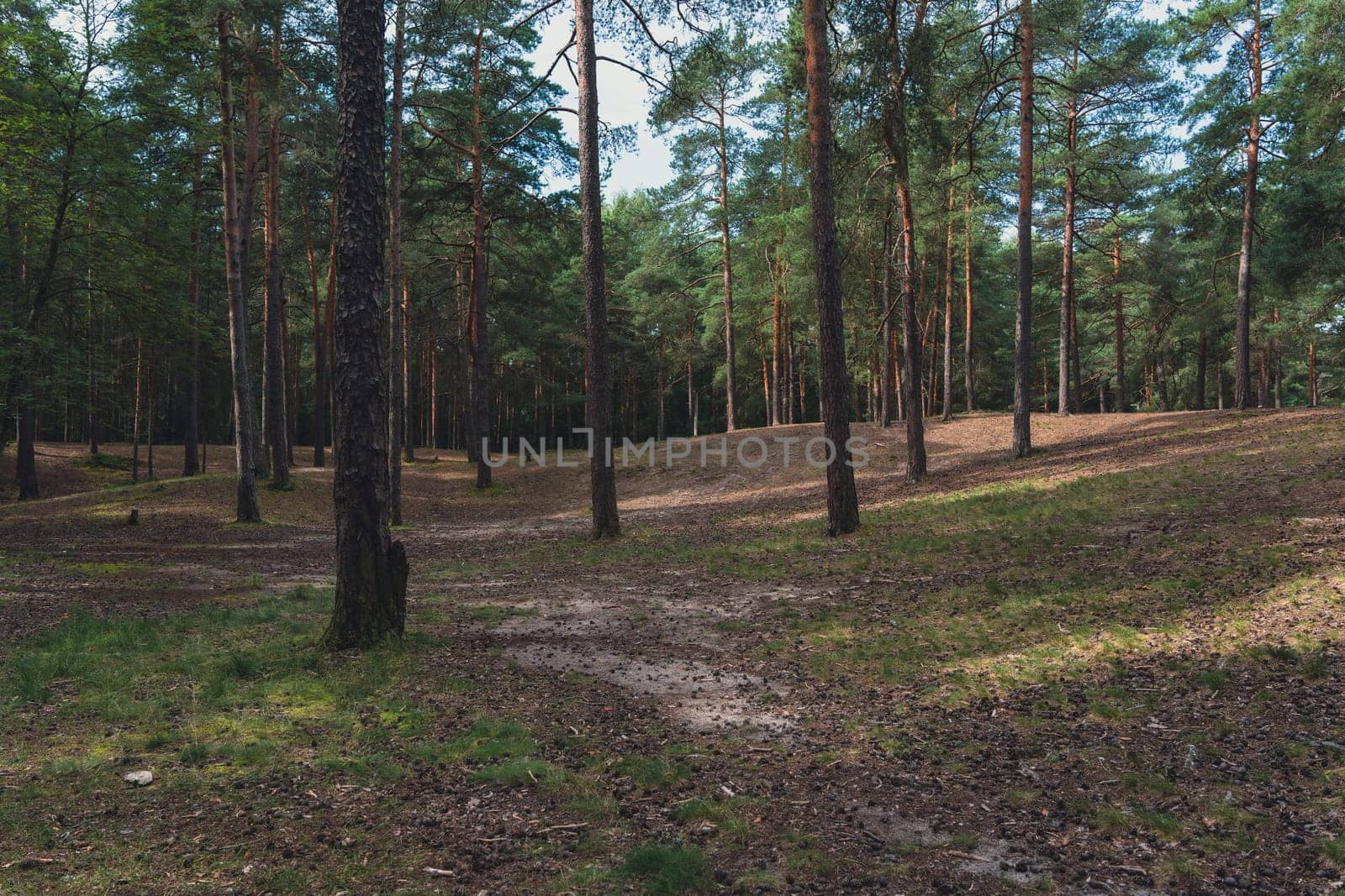 A sunlit forest scene with tall pine trees and a winding dirt path, casting gentle shadows on the forest floor, creating a serene and natural woodland atmosphere