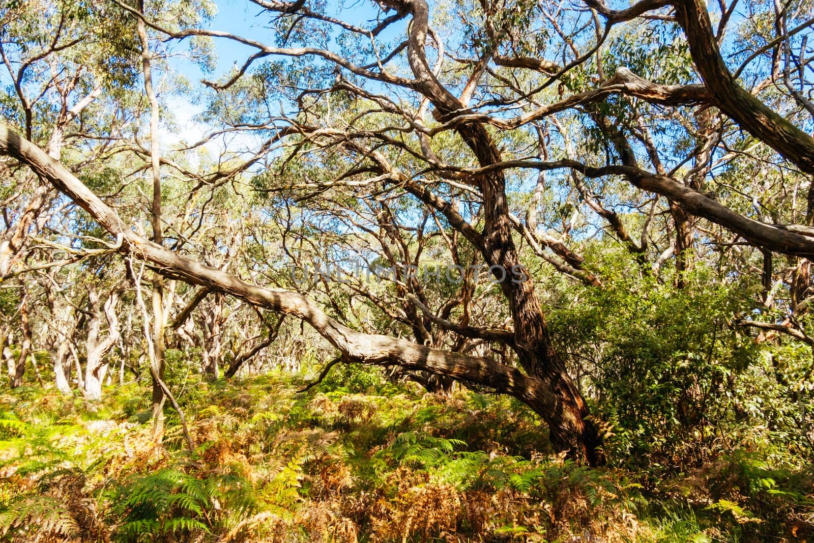Long Point Circuit Walk as part of the Two Bays Walking Track near Cape Schanck Lighthouse on the Mornington Peninsula in Victoria, Australia