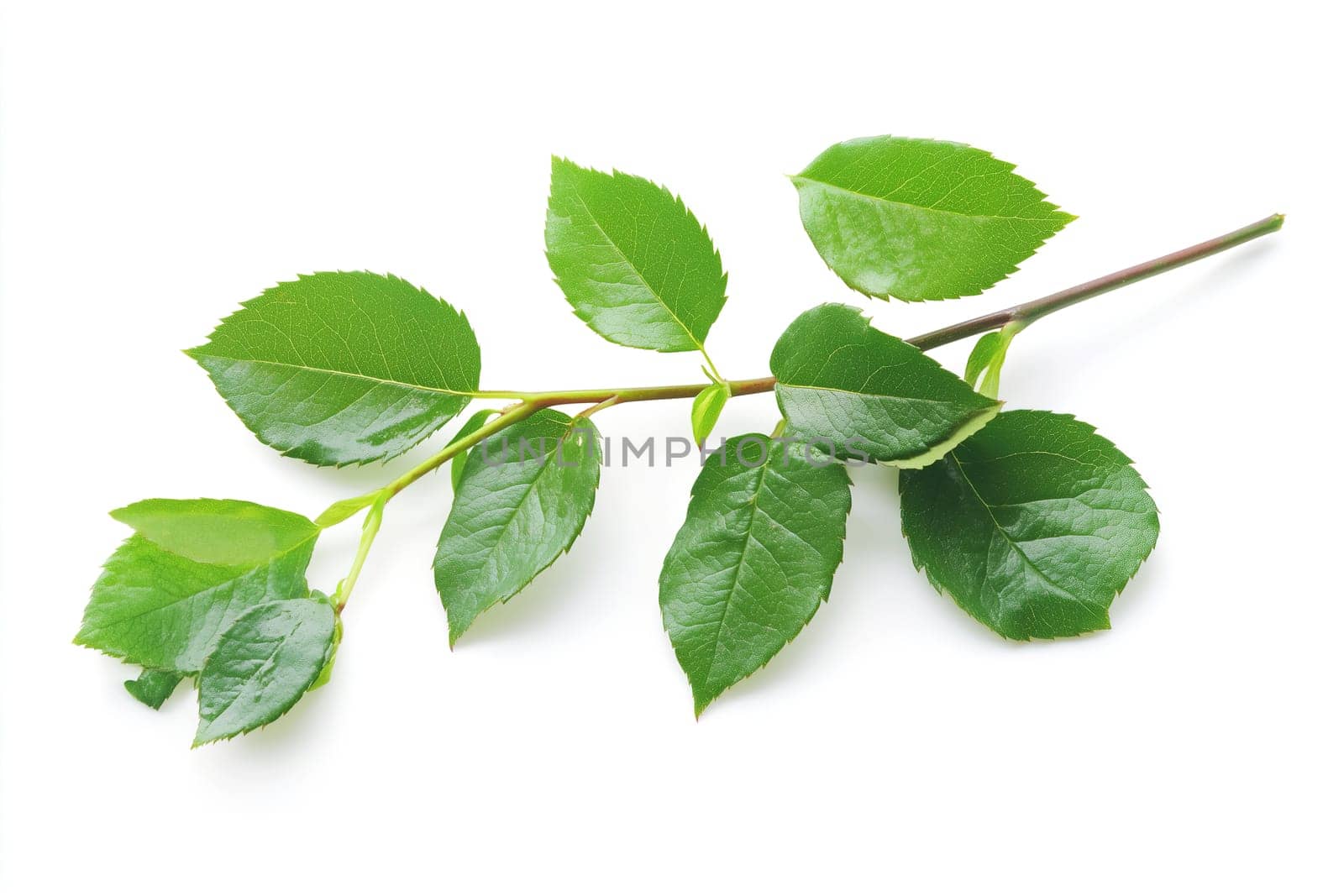 A cluster of vibrant green rose leaves is arranged elegantly on a slender stem. The crisp white background enhances the fresh and natural appearance, ideal for floral arrangements.