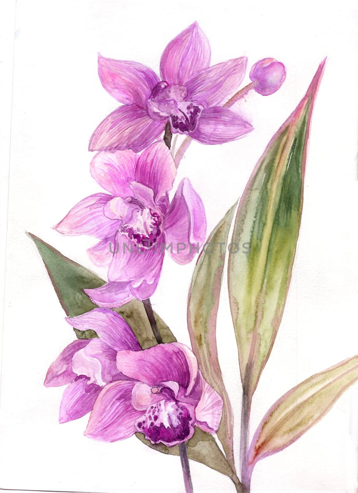 Pink orchid flower drawn in watercolor isolated