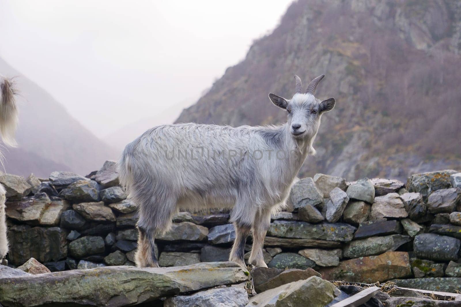 Pyrenean goat, a breed to produce organic French Basque country goat cheese, High quality photo