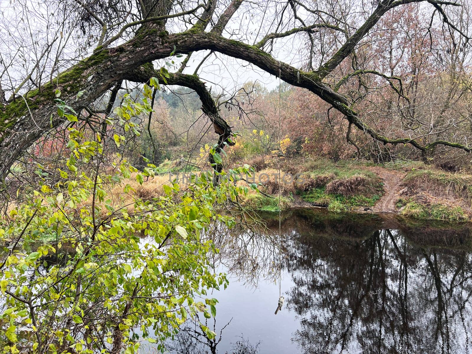 The branch tree near the river in autumn, lithuania. High quality photo