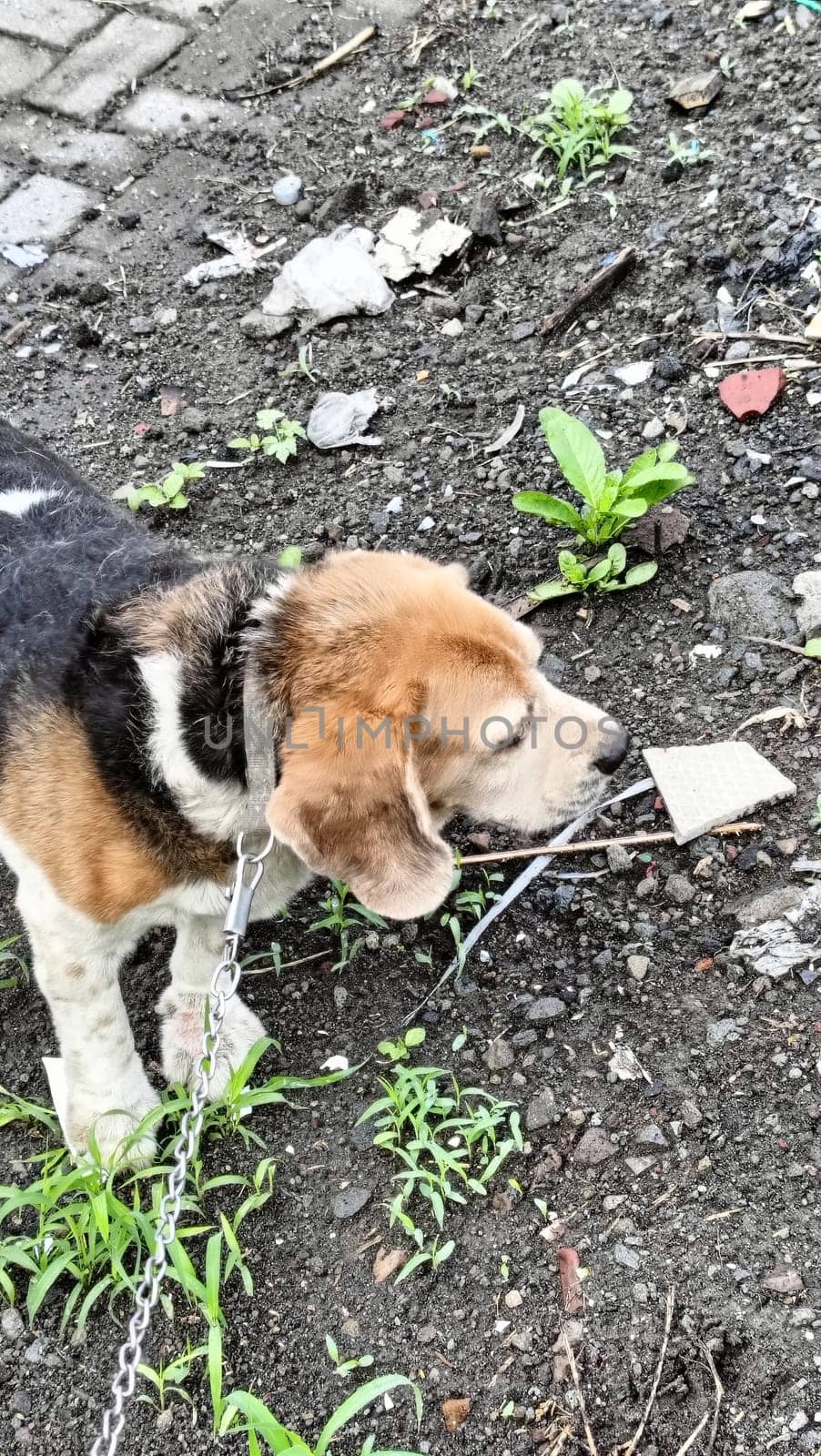 A curious beagle dog enthusiastically sniffs the ground in a vibrant green yard on a sunny day. Perfect moment capturing the playful and inquisitive nature of beagles.