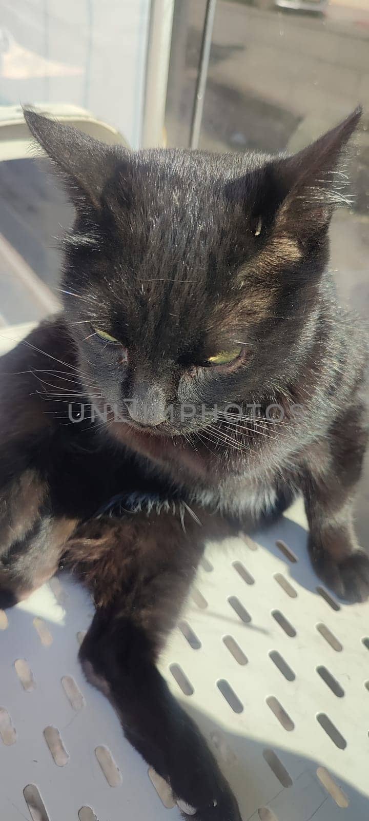 Black cat, domestic animal, animals pet, portrait, nature street outside, breed. High quality photo