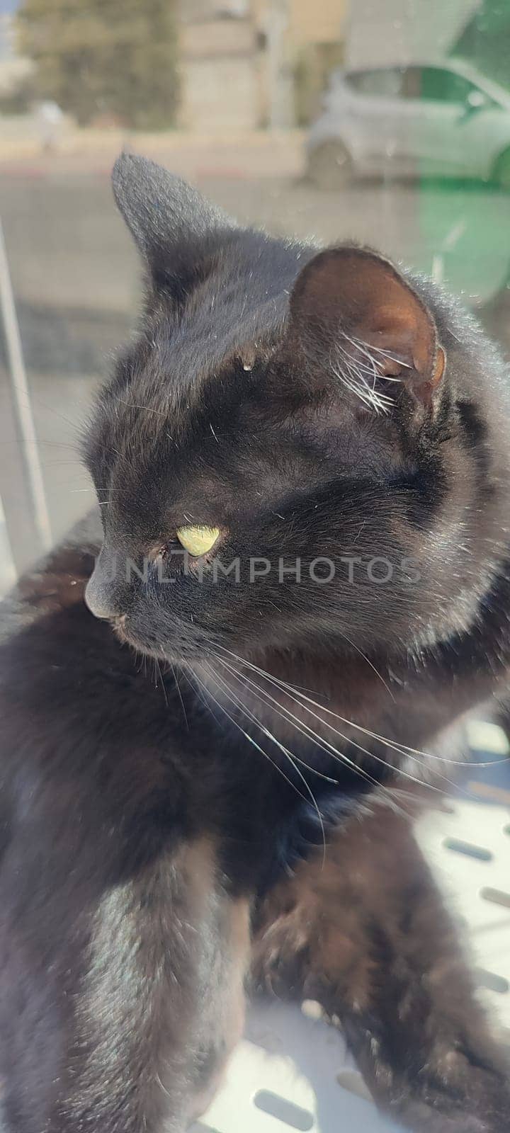 Black cat, domestic animal, animals pet, portrait, nature street outside, breed. High quality photo