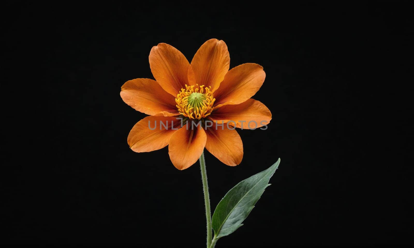 An orange flower with a green center and stem stands out against a plain black backdrop.