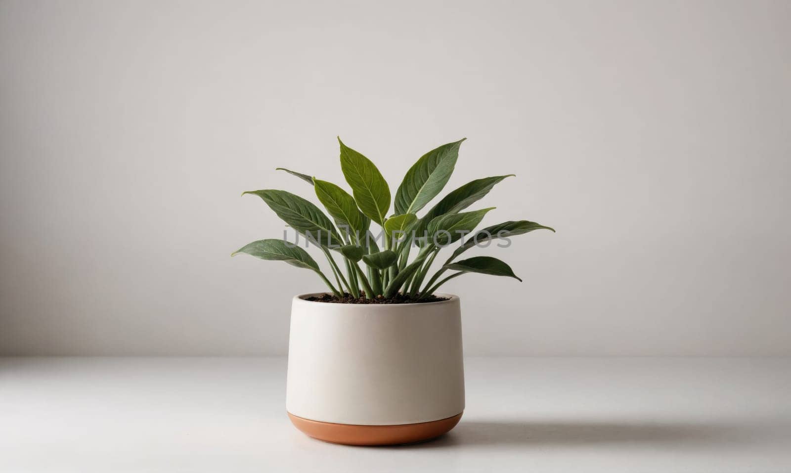 A single plant with green leaves sits in a white ceramic pot with a brown base. It is placed on a white tabletop against a plain white background.
