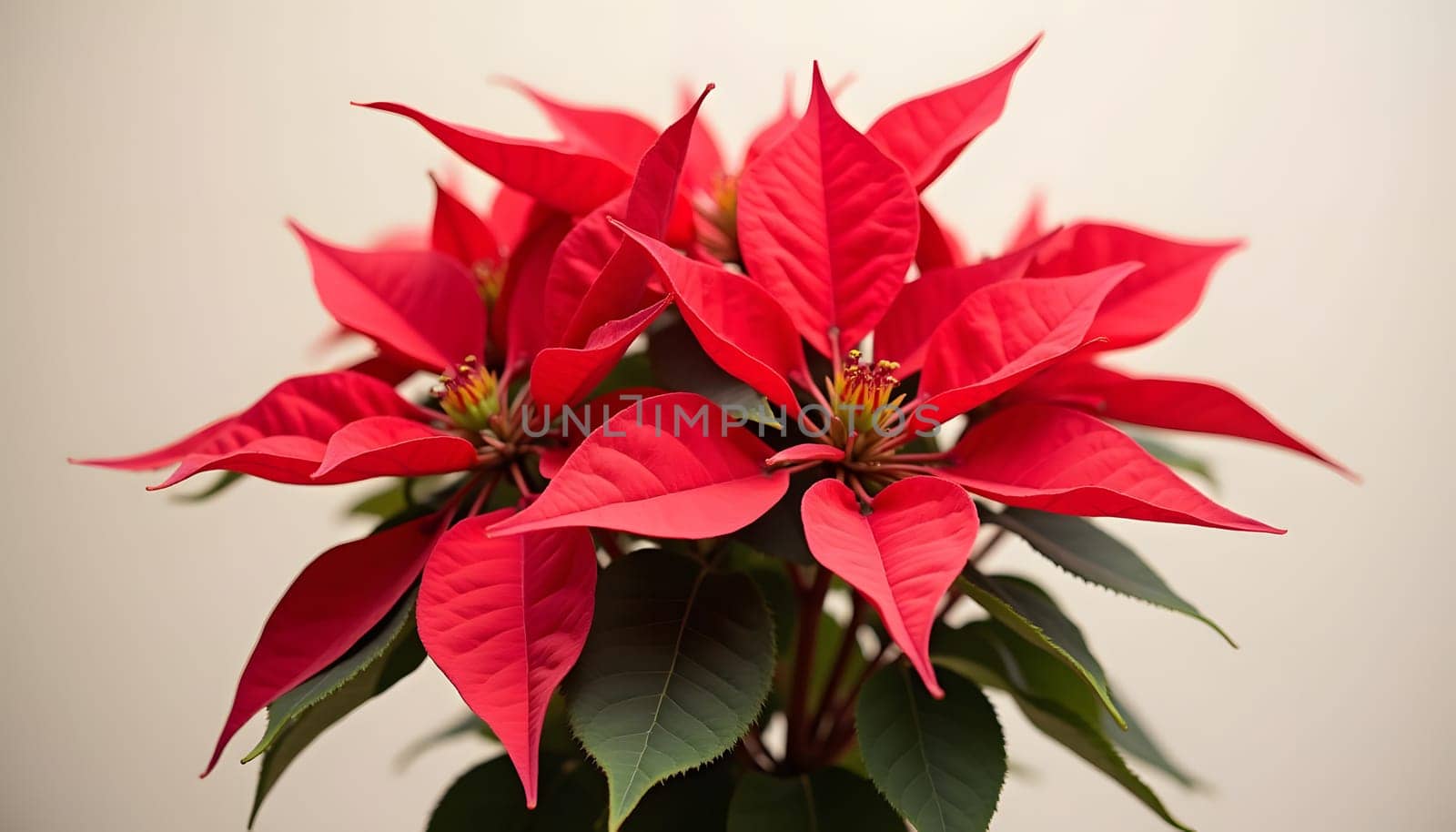 A beautiful poinsettia plant with vivid red leaves, symbolizing holiday joy, isolated against a neutral background. Perfect for festive designs, decorations, and seasonal themes