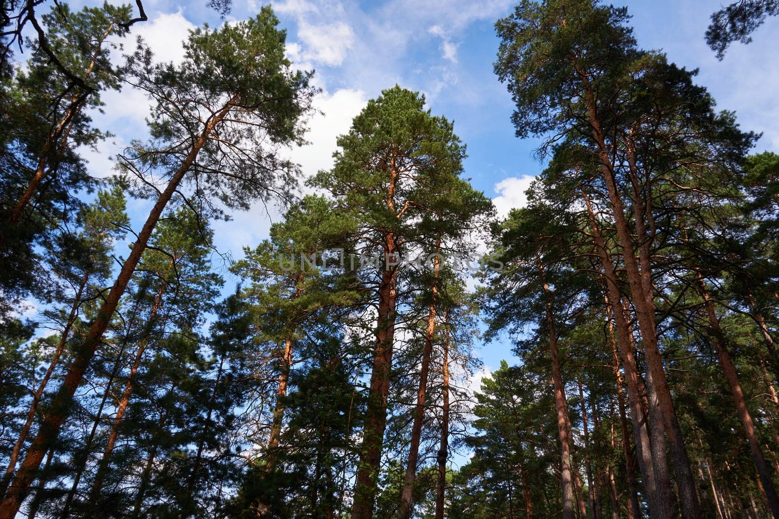 Pine trees in a pine forest on a background of blue sky