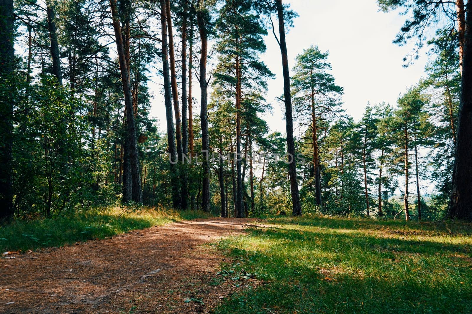 Path in a pine forest on a sunny summer day