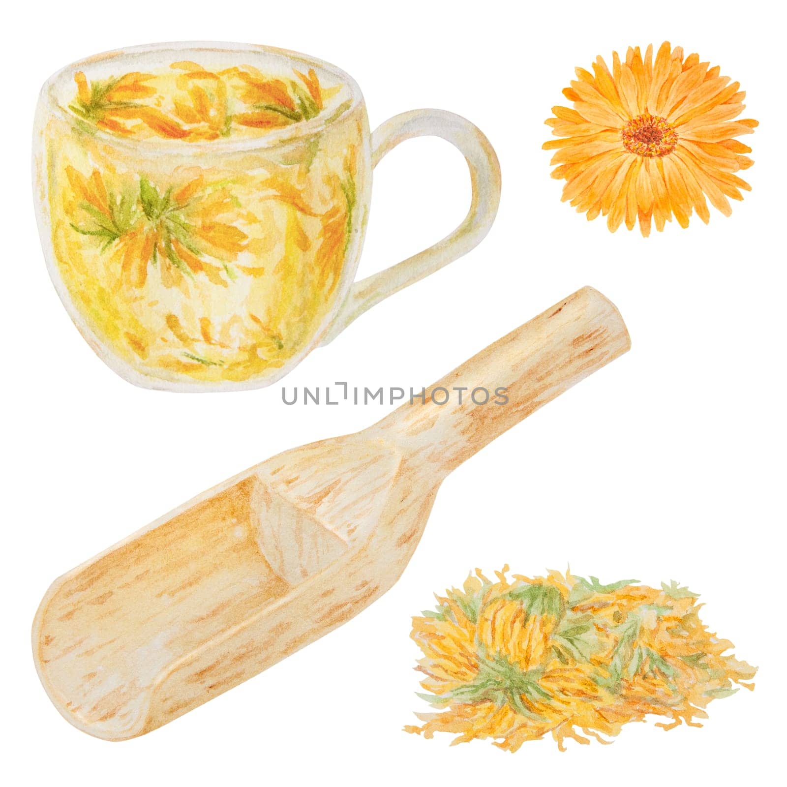Orange calendula officinalis in wooden scoop for bulk products and cup of tea. Set of watercolor hand drawn illustration. Sunny ruddles flower with yellow petals and green leaves for natural herbal medicine, healthy tea, cosmetics and homeopatic remedies. Marigold botanical clip art good as an element for packaging design, labels, eco goods, textile, invitations