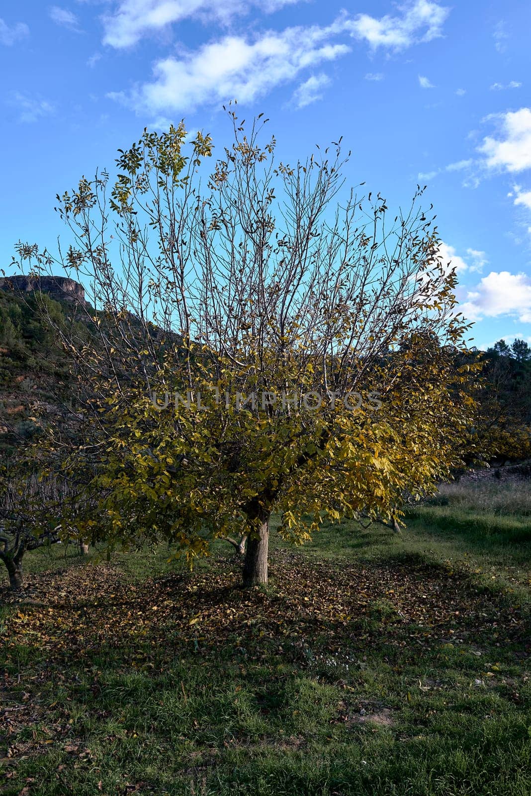 A walnut tree in an orchard of Mediterranean crops.Leafless, deciduous tree, blue sky and cloudy nobody, autumn, winter