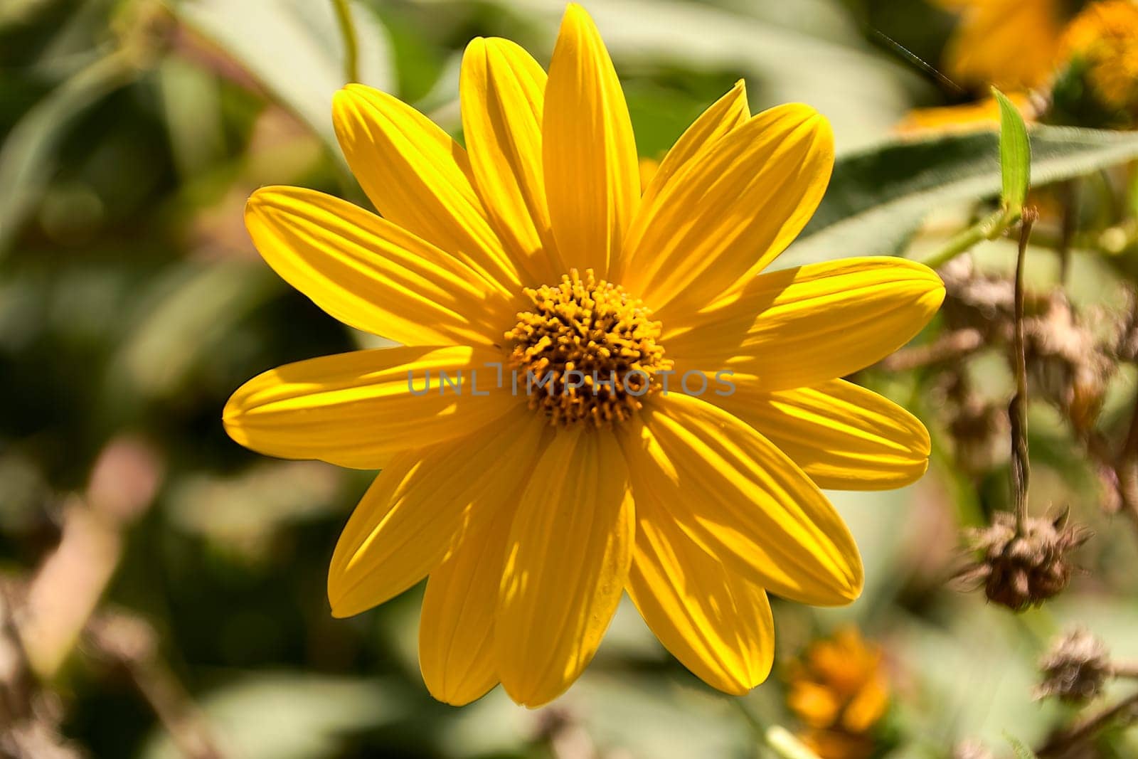 A yellow daisies. Dimorphotheca sinuata. Macro and detail photo, background out of focus and green.