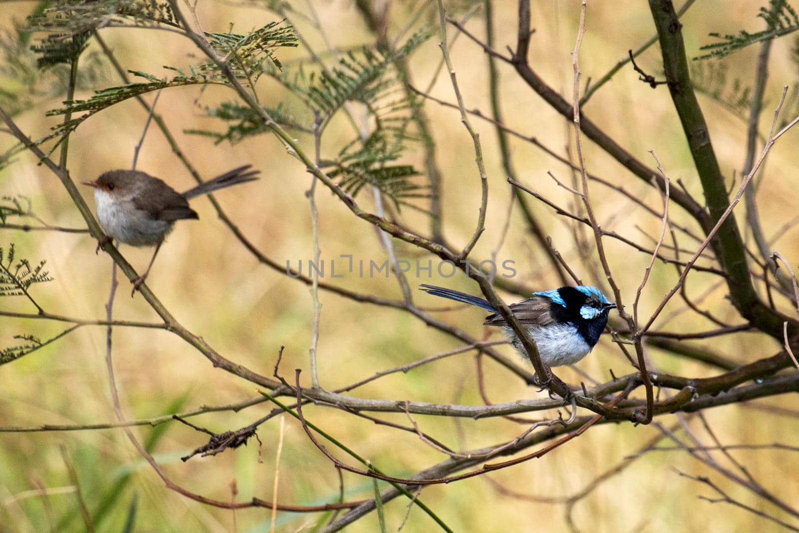 Wild male and female superb fairy wrens hopping about in tree by StefanMal